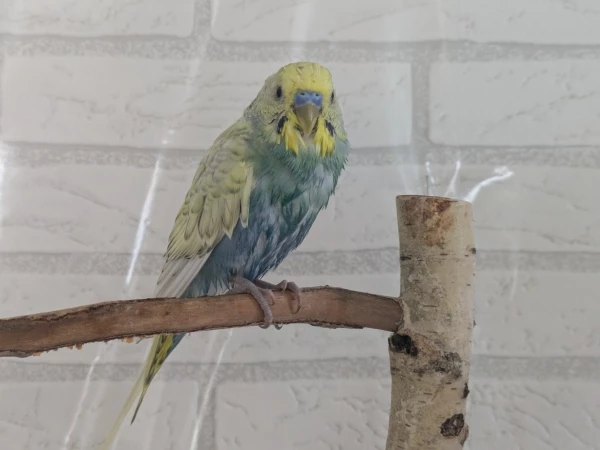 Unser Neuzugang Milo