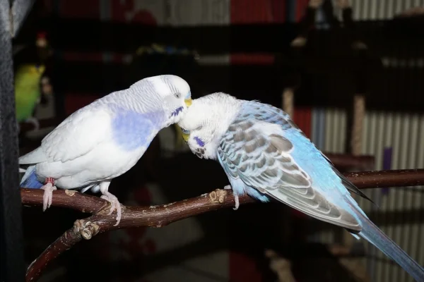 Wellensittich-Bild: Timmy und Blue
