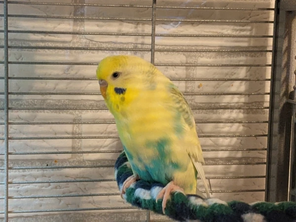 Wellensittich-Bild: Chico ist nun 6 Jahre alt und mein aktivster Wellensittich, was man bei diesem Bild kaum glauben mag.
