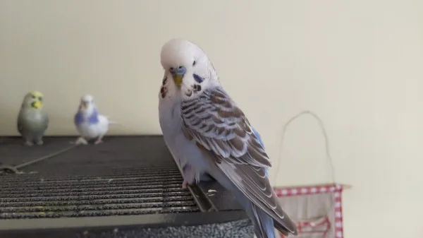 Wellensittich-Bild: Mein kleiner Schatz