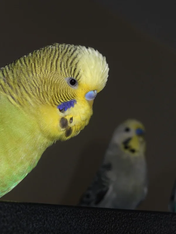 Wellensittich-Bild: Meine süße Maus Kiwi ganz nachdenklich