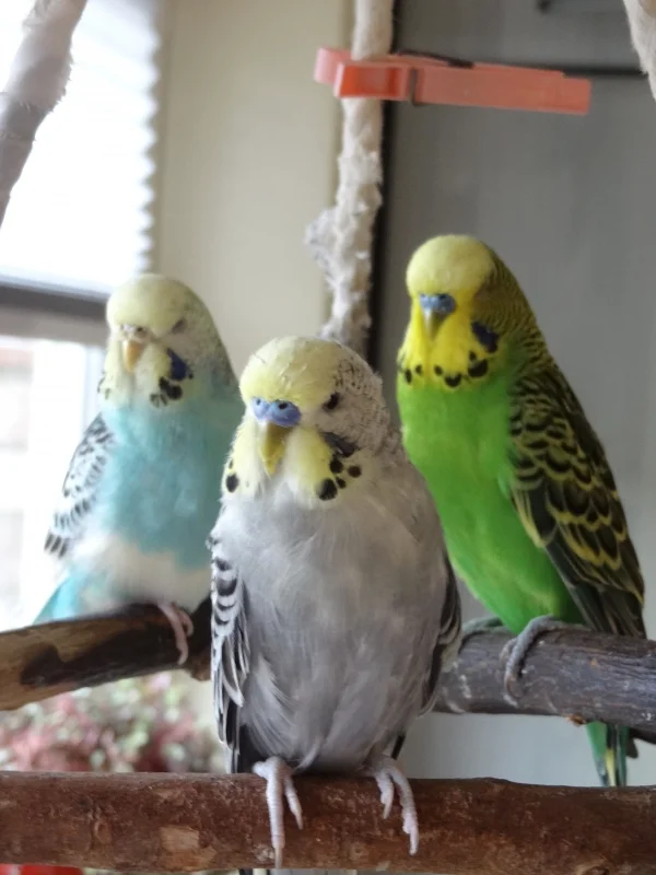 Wellensittich-Bild: Kucki, Rocky und Joschi auf ihrem Lieblingsplatz am Fenster.