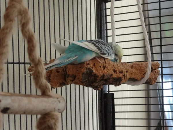 Wellensittich-Bild: Cookie schläft gerne auf dem Bauch