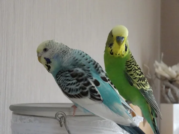 Wellensittich-Bild: Rocky und Kucki auf dem Windlicht