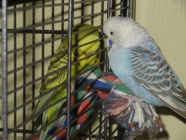 Wellensittich-Bild: Meine beiden Neuen Kiwi und Blue