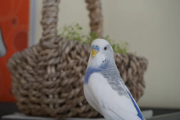 Wellensittich-Bild: Mein erster Versuch Vogelmiere anzupflanzen wurde gut angenommen