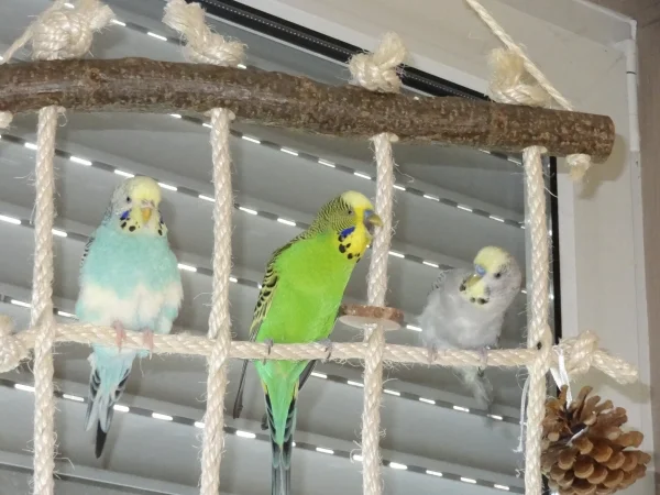 Wellensittich-Bild: Da guckt Joschi aber ganz interessiert