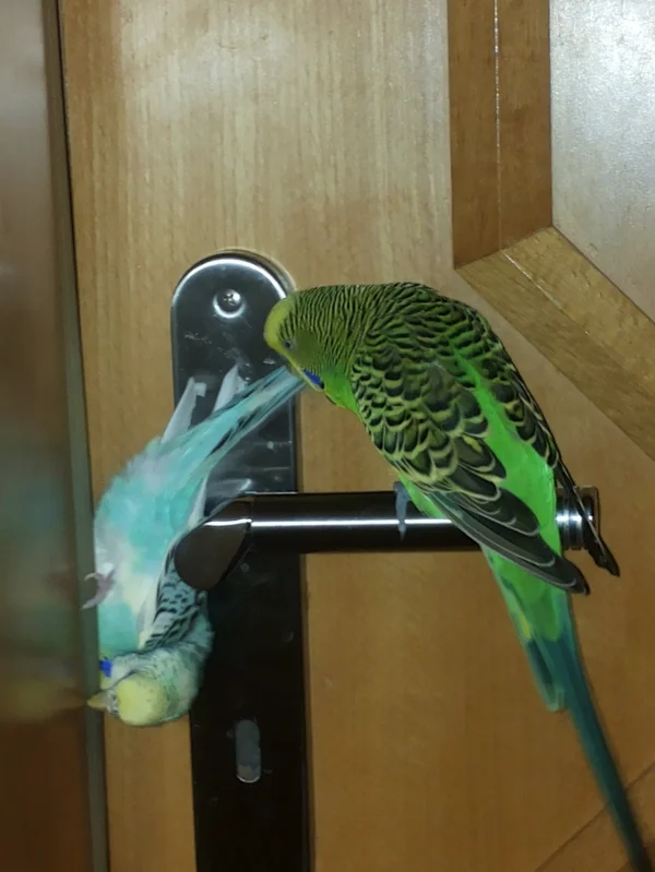 Wellensittich-Bild: Kucki bei einer ihrer Expeditionen. Rocky schaut immer nur zu.