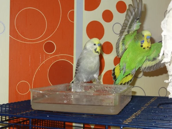 Wellensittich-Bild: Falscher Eindruck. Rocky badet sehr gerne aber Joschi vertreibt ihn immer wieder.