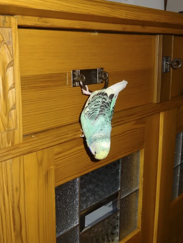 Wellensittich-Bild: Einmal nicht hingesehen. Da hat die Schreddermaus doch glatt den neuen Schrank eingeweiht.