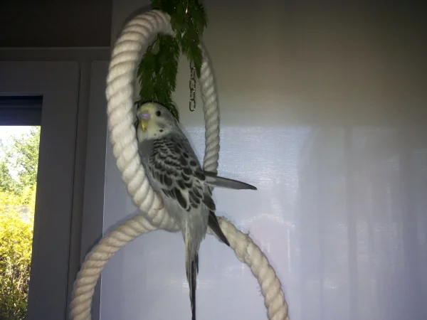 Wellensittich-Bild: Bald sind keine Schwungfedern mehr da, aber zum Glück kann ich trotzdem noch relativ gut fliegen.
