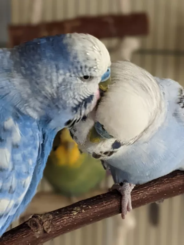 Wellensittich-Bild: Herkules und Blue