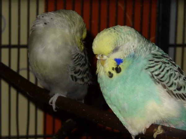 Wellensittich-Bild: Siesta bei Cookie und Joschi