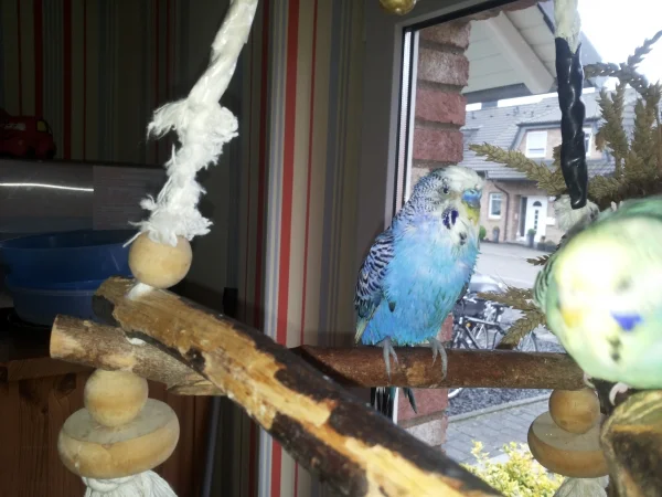 Wellensittich-Bild: Kaum wiederzuerkennen ist mein Charly nach seinem Bad.
