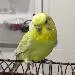 Pascha