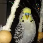 Mein Weihnachtsjoschi