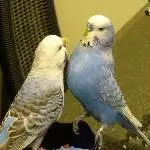 Kleine blaue Diebe