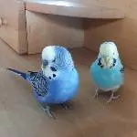 Charly und Kucki