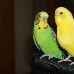 Opa Rocky und Lotto
