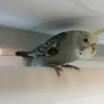 Darf ich mich vorstellen: Joschi