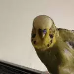 Kiwi, grade wach geworden