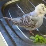 Schmeckt das wirklich?