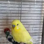 Der schüchterne Merlin