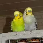 Kiwi und Joschi