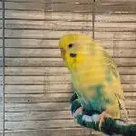 Chico, der Bunte