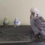 Blue The King