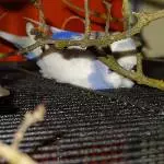 Timmy beim Dösen