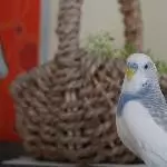 Timmy und die Vogelmiere