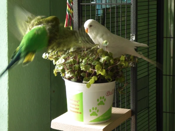 Wellensittich-Bild: Sieht er nicht so niedlich aus, wie er da anfliegt ?