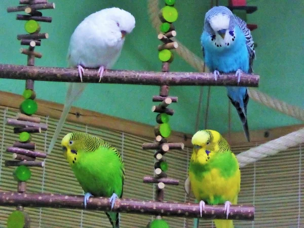 Wellensittich-Bild: Vier auf einen Streich und der fünfte folgte zugleich. 
Wirkt das nicht bei Livius Füßen, wie wenn er in hellblaue Farbe getaucht wäre?