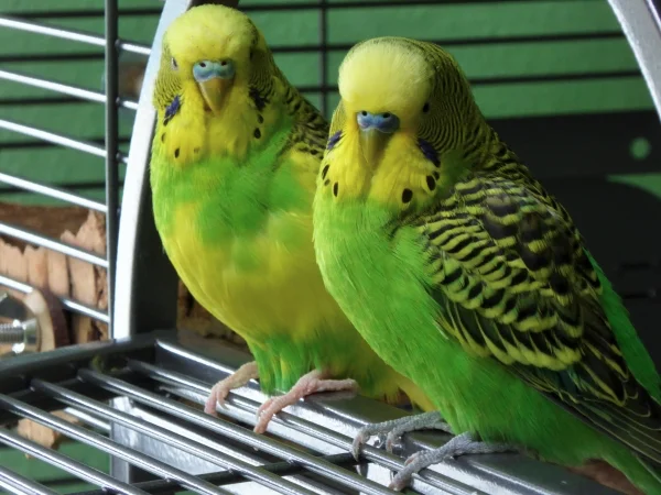 Wellensittich-Bild: Toni und Livius