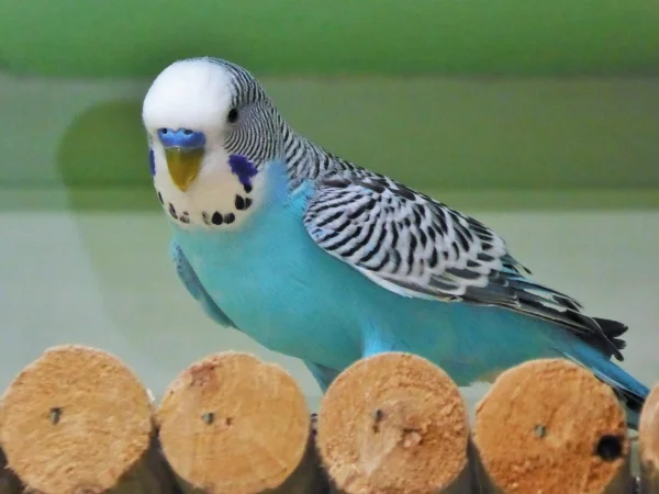 Wellensittich-Bild: Hey Leute, ich bins mal der Oskar.
Ich finde ihr hört und seht von mir viel zu selten was.
Die anderen lassen sich viel öfter sehen. Die Felo meint aber,
das liegt daran, das die sich öfter knipsen lassen als ich. 
Also so sei es, hier bin ich !