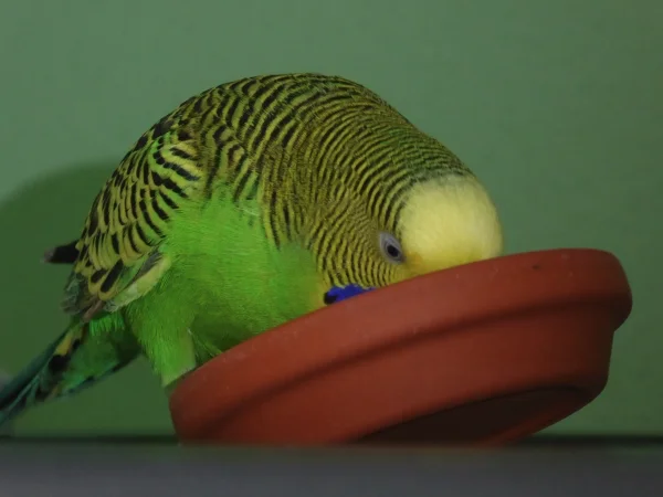 Wellensittich-Bild: Schon wieder nichts mehr übrig, von dem morgendlichen Leckerli.
Verfressene Bande, aber auch. 
Das ich morgends erst mal ein paar Runden fliege,
heißt doch schließlich nicht, das ich nicht auch was von dem
leckeren Knaulgras abhaben will. 