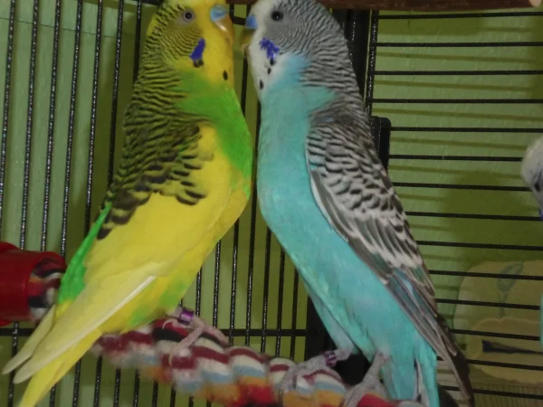 Wellensittich-Bild: Oskar und Toni !
Jeder will der größte sein.
