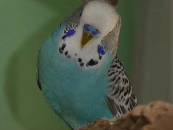 Wellensittich-Bild: Er hat sich im Februar 2015 aus dem Ei gepellt und ist seit Mai
2015 Mitglied meines Schwarmes.
Er ist immer noch mein Baby, auch wenn er mittlerweile ein stolzer Hahn von 3 1/2 Jahren ist.
Er wird wohl immer mein Baby bleiben, egal wie alt er ist.