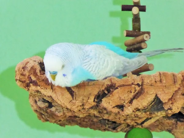 Wellensittich-Bild: Hank schlief gerne bäuchlings auf dem Kork !