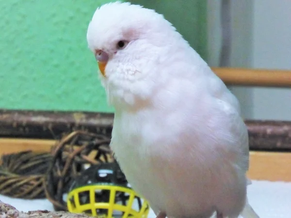 Wellensittich-Bild: Ich liebe einfach seinen Blick !