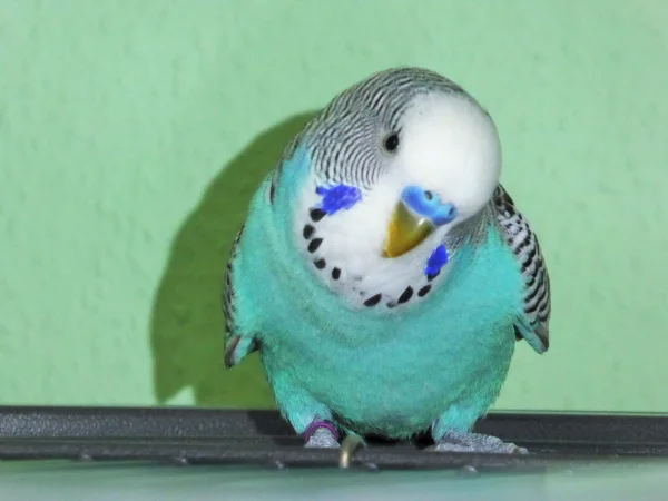 Wellensittich-Bild: So niedlich wie er guckt !