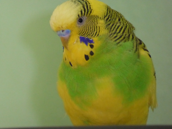 PHPSESSID