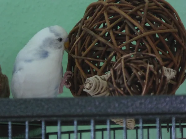 Wellensittich-Bild: Sieht aus, als wenn Greg mit der Kugel ein Schwätzchen hält. 