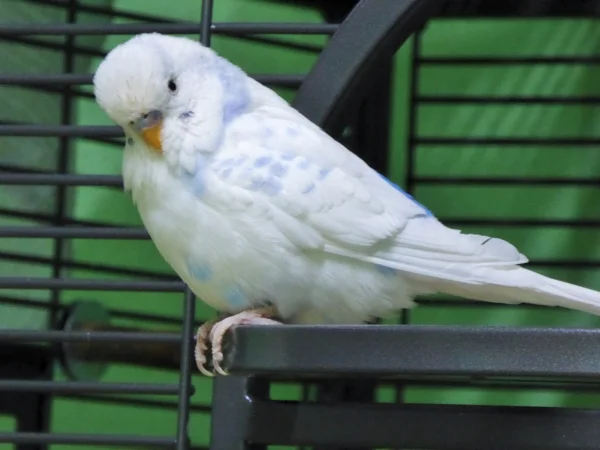 Wellensittich-Bild: Das kann er sehr gut, der kleine Spatz !