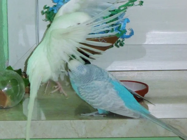 Wellensittich-Bild: Stan beim Landeanflug und Hank muss testen ob er am Bauch kitzelig ist !