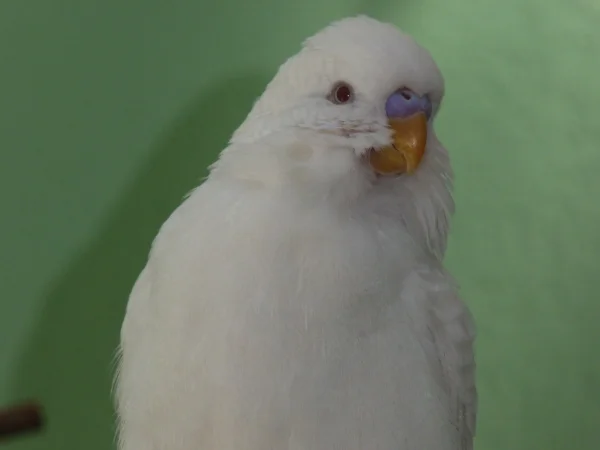 Wellensittich-Bild: Bin ich nicht ein fesches Hähnchen, Leute !
Diese Eleganz, diese Grazie, einfach einmalig !