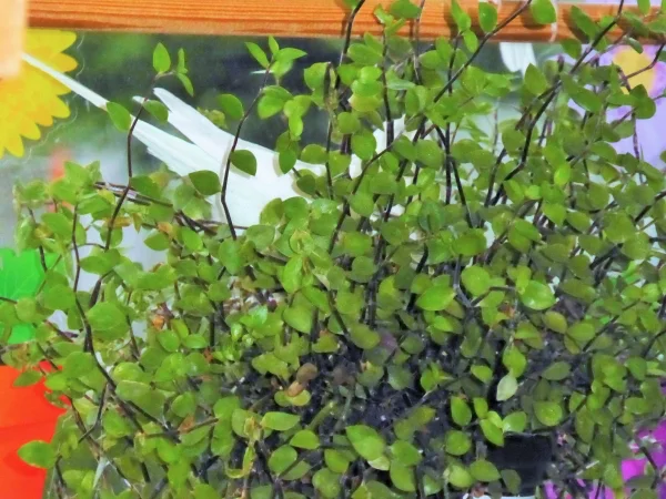 Wellensittich-Bild: Stan versteckt sich im Golliwoog.
Der hüpft immer gleich hinein, wie wenn er ein Bad nehmen will.