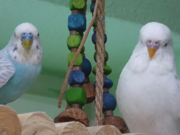 Wellensittich-Bild: Hank und Stan auf der Hänge- Brücke, wünschen einen guten Morgen
und Hank zwinkert euch sogar zu ! 