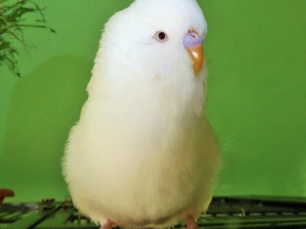 Wellensittich-Bild: Ein kleines, flauschiges Schneebällchen!